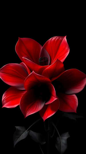 黑色背景上兩朵紅花配深色葉子。 — 1440x2560 壁紙