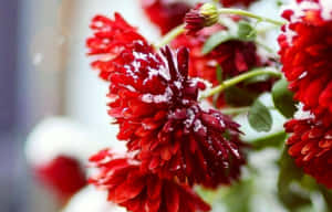 冬天被雪花覆蓋的紅色菊花。 — 冬季風景 壁紙