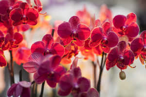 一簇紅色蘭花在花園環境中散發著溫暖的背光。 — 唯美花卉 壁紙