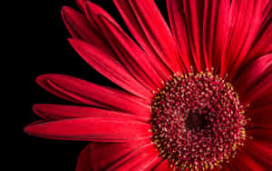 紅色非洲菊雛菊特寫，黃色雄蕊，黑色背景。 — 花 壁紙
