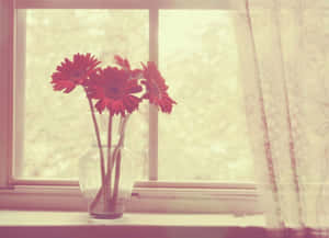 玻璃花瓶中的紅色非洲菊雛菊，置於窗台上，搭配柔和陽光和窗簾。 — 復古 壁紙