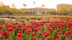 大學校園中，金色夕陽下的一片紅色鬱金香田，旗幟飄揚。 — 荷蘭 壁紙