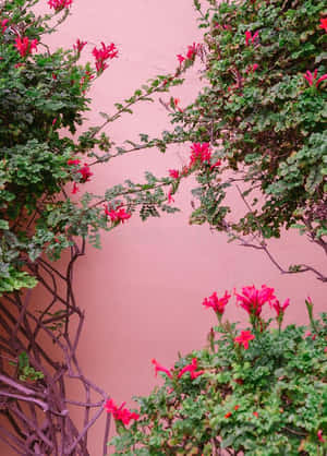 紅花藤蔓在花園環境中攀爬粉紅色牆壁。 — 粉紅色美學桌面 壁紙