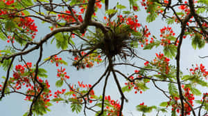 樹枝上的紅花和綠葉映襯著藍天 — 春天花朵 壁紙