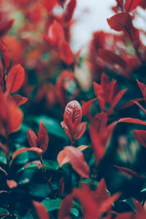 紅綠葉片的特寫，背景柔和模糊。 — 花朵 壁紙
