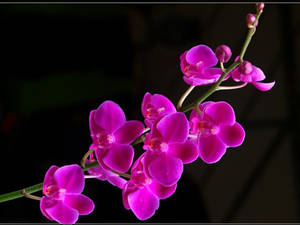 一簇鮮豔的粉紅色蘭花，背景深色，光線柔和。 — 花朵美學動態圖 壁紙