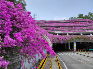 紫色九重葛花朵在陽光明媚的日子裡覆蓋著停車場入口。 — 唐人街 壁紙