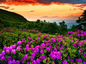 紫色杜鵑花在夕陽下覆蓋山坡，帶有橙色雲彩。 — 日落 壁紙