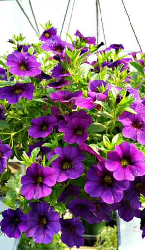 戶外掛籃中帶有露珠的紫色矮牽牛花。 — 花園 壁紙