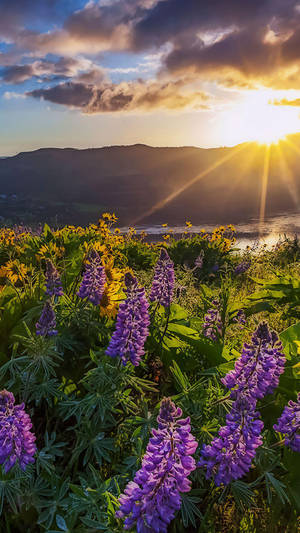 金色夕陽下田野中的紫色羽扇豆花，背景有山和水 — 花朵 壁紙