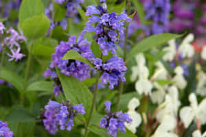花園中紫色開花植物和綠葉的特寫。 — 紫色玫瑰 壁紙
