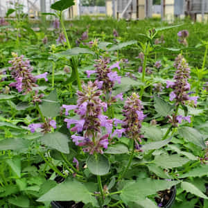 茂密綠色花壇中的紫色開花植物（白天）。 — 甜食控 壁紙