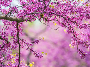 春天花園中掛滿紫色花朵的樹枝。 — 春天花朵 壁紙