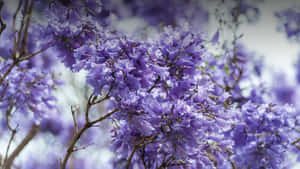 藍花楹紫色花朵在枝條上盛開的特寫。 — 春天 壁紙