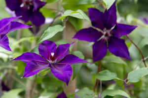 花園環境中，深紫色鐵線蓮花與綠葉。 — 薰衣草 壁紙