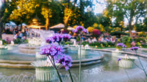 日落時分，繁忙公園的噴泉前有紫色花朵。 — 花園 壁紙