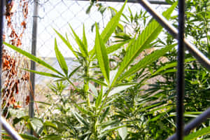綠色大麻植物在日光下在鐵絲網圍欄後面生長。 — MacBook Air 15 壁紙