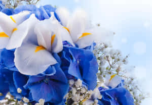 藍白鳶尾花特寫，黃色花心，背景為明亮的天空。 — 鳶尾花 壁紙