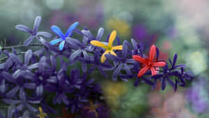 一枝盛開的紫色、藍色、黃色和紅色花朵，背景是模糊的花園。 — 花朵美學動態圖 壁紙