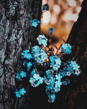 藍色勿忘我花朵在樹皮間生長，帶有金色背景散景。 — 勿忘我花 壁紙