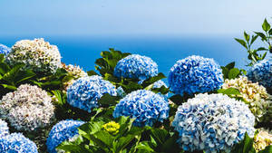 藍色和白色繡球花與綠葉俯瞰海洋。 — 花卉桌面 壁紙
