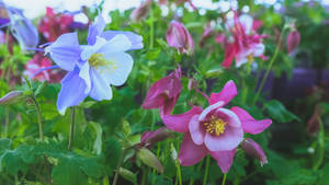 綠色花園中帶有黃色中心的藍色和粉紅色耬斗菜。 — 春天花朵 壁紙