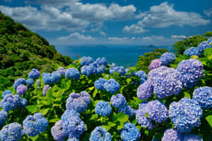 藍色和紫色繡球花在一個山坡上綻放，俯瞰著海洋。 — 藍天 壁紙