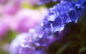 藍色和紫色繡球花的特寫，背景模糊。 — 花卉 壁紙