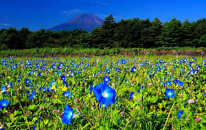 田野中的藍色牽牛花，背景是富士山。 — 春天花朵 壁紙