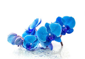 藍色蘭花帶有水珠，放在濕潤表面上，背景為白色 — 花 壁紙
