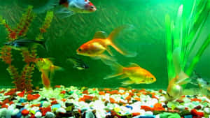 金魚和黑色的魚在色彩繽紛的水族箱中游動，裡面有綠色植物和鵝卵石。 — 水族箱 壁紙