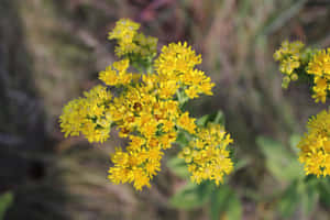 自然環境中一簇明亮的黃色野花 — 花園 壁紙