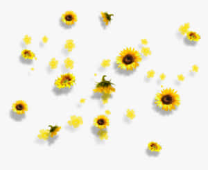 黃色向日葵和雛菊在白色背景上漂浮，帶有柔和陰影。 — Tumblr 花朵 壁紙