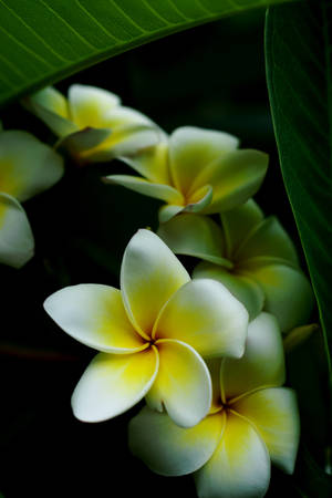 黃色和白色雞蛋花與深綠色葉子的特寫。 — 花朵 壁紙