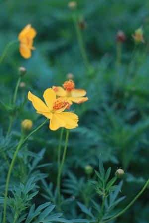 花園中帶有綠葉的黃色波斯菊 — 花 壁紙