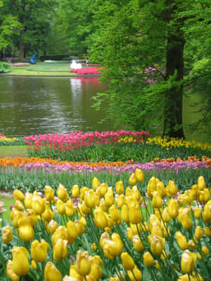 色彩繽紛的鬱金香花園，有池塘和樹木（春季）。 — 花園 壁紙