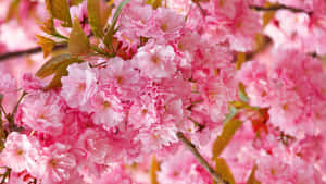樹枝上盛開的粉紅櫻花，帶有綠葉。 — 春天花朵 壁紙