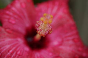 帶有露珠和詳細雄蕊中心的粉紅色芙蓉花。 — 花 壁紙