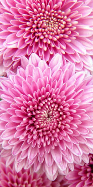鮮豔粉紅色菊花，花瓣層層疊疊，特寫視角。 — 菊花 壁紙