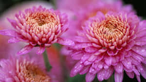 粉紅色菊花，花瓣上有露珠，柔焦效果。 — 粉色花朵 壁紙