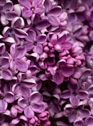紫色丁香花的特寫，花瓣上有露珠。 — 可愛春天 壁紙
