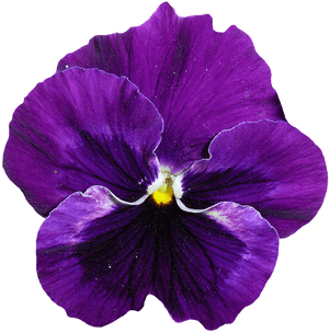 鮮豔紫色三色紫花.png