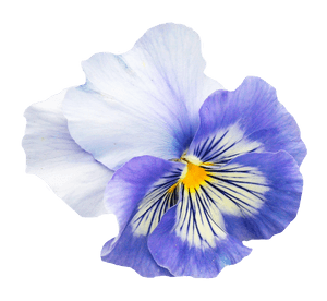鮮豔藍色三色堇花.png