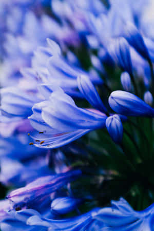 藍色百子蓮花的特寫，背景模糊。 — 花朵 壁紙