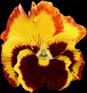 鮮豔黃紅三色堇花