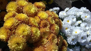 陽光下盛開的黃色和白色菊花叢。 — 金盞花 壁紙