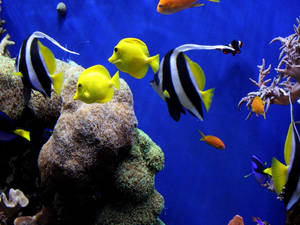 色彩繽紛的熱帶魚在深藍色水族箱的珊瑚間游動。 — 魚 GIF 壁紙