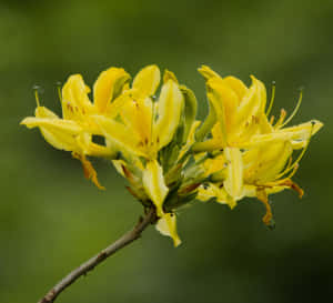 綠色花園中枝條上的黃色杜鵑花帶著露珠。 — 花 壁紙