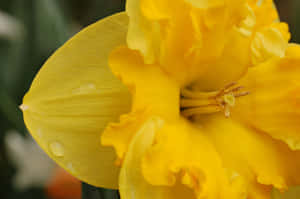 花瓣上帶有露珠的亮黃色水仙花。 — 水仙花 壁紙