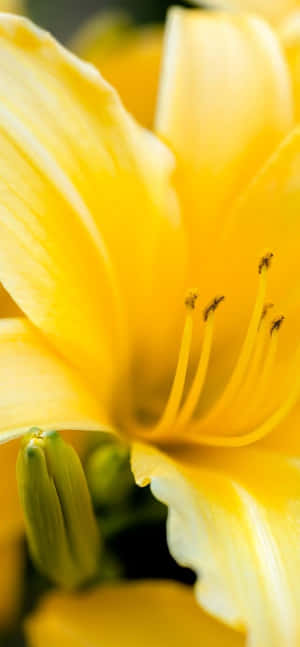 鮮黃色百合花，花瓣柔軟，雄蕊清晰。 — Galaxy A 壁紙